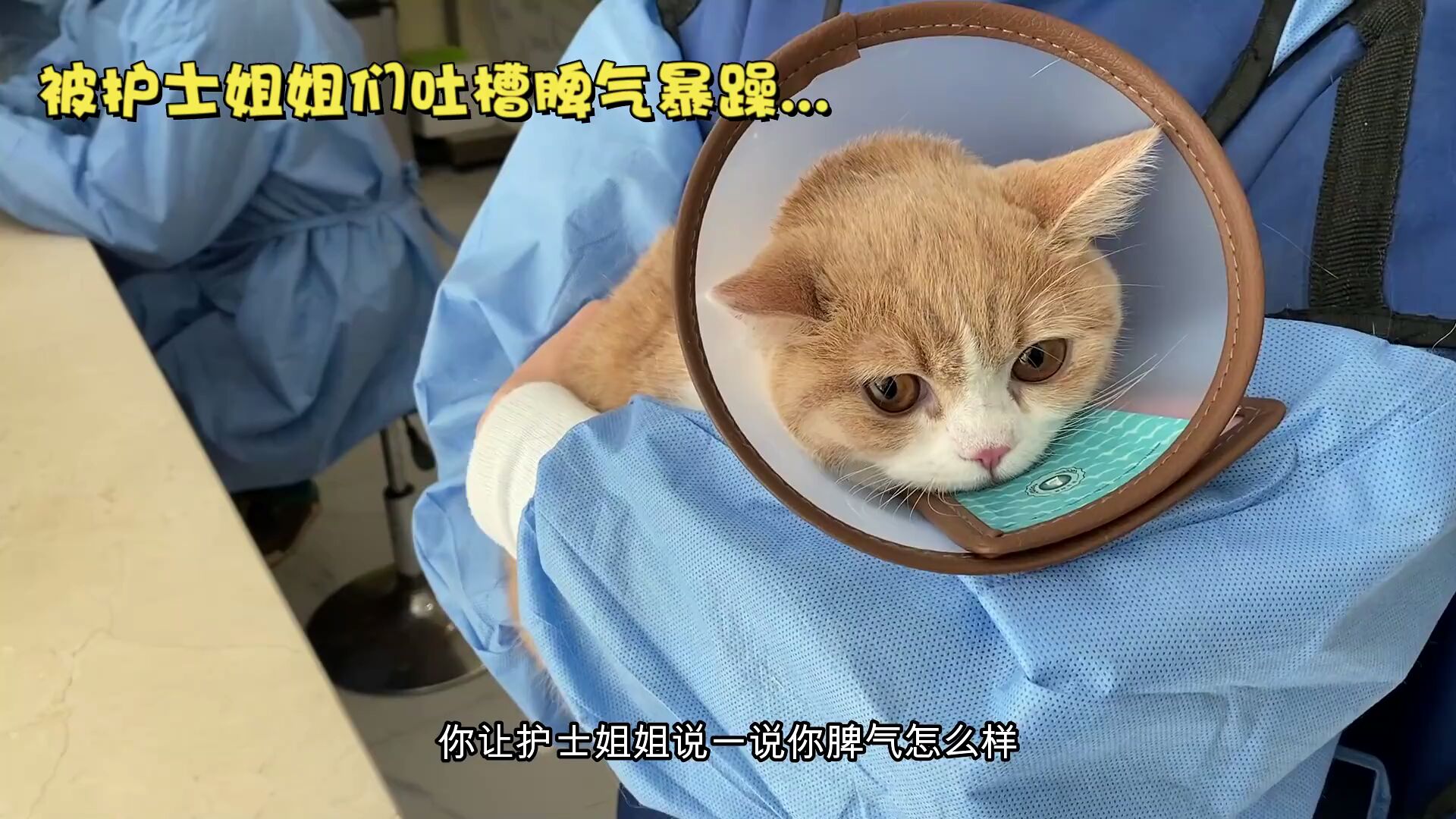 全網最暴躁小貓